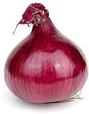 Red Grano Onion Seeds, 300 Heirloom Seeds Per Packet, (Short Day) Non GMO Seeds, Botanical Name: Allium cepa, Isla's Garden Seeds photo / $5.99 ($0.02 / Count)