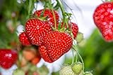 Giant Strawberry Seeds, (Isla's Garden Seeds), 50 Heirloom Seeds Per Packet, Non GMO Seeds, Botanical Name: Fragaria vesca photo / $8.65 ($0.17 / Count)