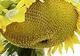 25 Seeds (BTL) Sunzilla Sunflower photo / $40.00