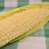 Country Gentleman Sweet Corn - 50 Seeds - Heirloom & Open-Pollinated Variety, USA-Grown, Non-GMO Vegetable Seeds for Planting Outdoors in The Home Garden, Thresh Seed Company photo / $7.99