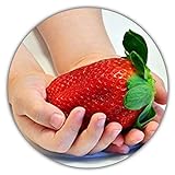 Riesenerdbeeren - Fragaria Ananassa - Erdbeersamen - 50 Samen - Größte Erdbeere Der Welt - Intensiver Geschmack - Vitaminreich foto / 3,49 € (0,07 € / stück)