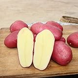 NAttnJf Samen zum Pflanzen, 100 Stück Pflanzensamen Köstliche, nicht gentechnisch veränderte, seltene Kartoffel-Gemüsesamen mit roter Haut für Bauernhöfe - Kartoffelsamen foto / 12,31 € (12,31 € / Stück)