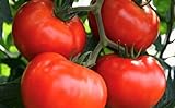 250 Tomato Seeds Manitoba| Non-GMO | Fresh Garden Seeds photo / $5.95 ($0.02 / Count)