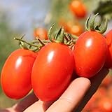Roma Tomato Seeds (50 Seeds) photo / $1.99 ($0.04 / Count)