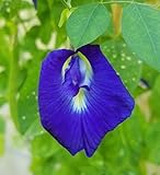 Butterfly Pea Vine Seeds: Rich Royal Blue, Clitoria ternatea, Bunga telang, Edible/Tea and Decorative, Butterfly Garden/Host Plant (20+ Seeds) from USA! photo / $6.99