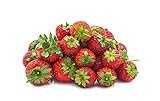 Seascape Everbearing Strawberry Bare Roots Plants, 25 per Pack, Hardy Plants Non GMO photo / $15.99