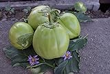 Aubergine Samen Thai-Aubergine Grüne Schale Pflanzen Gemüse Obst Samen für die Bepflanzung Garten Outdoor Indoor foto / 3,00 €