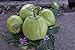 foto Aubergine Samen Thai-Aubergine Grüne Schale Pflanzen Gemüse Obst Samen für die Bepflanzung Garten Outdoor Indoor