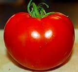 Celebrity Tomato 45 Seeds -Disease Resistant! photo / $2.99