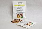 Ziermais Amero Maissamen Maissaat für ca. 20 Pfl. buntgefärbte Kolben interressante Beetpflanzen Kolbenmais Saatgut foto / 1,99 €