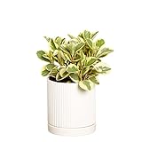 Greendigs Peperomia Plant in White Ceramic Fluted 5-Inch Pot - Pet-Friendly Houseplant, Pre-potted with Premium Soil photo / $34.73