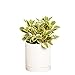 photo Greendigs Peperomia Plant in White Ceramic Fluted 5-Inch Pot - Pet-Friendly Houseplant, Pre-potted with Premium Soil