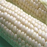 200pcs / bolsas semillas de maíz, dulce rico en blanco, semillas de granos sin GMO para plantar jardín yarda al aire libre Semillas de maíz foto / 3,70 €