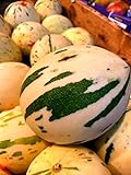 10 Snowball Melon Seeds | Hard to Find- Ships from Iowa, USA - Snow Leopard Melon Seeds photo / $10.96 ($1.10 / Count)