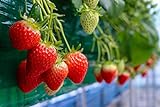 Everbearing Garden Strawberry Seeds - 200+ Seeds - Grow Red Strawberry Vines - Made in USA, Ships from Iowa. photo / $8.49