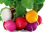 Colorful Radish Seed Mix Easy to Grow Vegetable Garden Seeds for Planting About 50 Seeds photo / $6.99