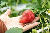 Riesen Erdbeere 10 Samen (Strawberry Giant) foto / 1,79 €