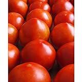 Early Girl Tomato - One of The Earliest Tomatoes!!!!!!!!!(25 - Seeds) photo / $3.69