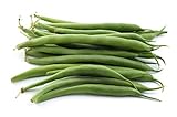 Green Bean Seeds for Planting - Provider - Bush Bean - 50 Seeds - Heirloom Non-GMO Vegetable Seeds for Planting photo / $5.49 ($0.11 / Count)
