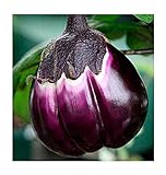 Aubergine Violetta di Firenze - Eierfrucht - 20 Samen foto / 1,60 €