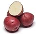 photo Red Norland Seed Potatoes- 5 pounds- New Crop 2020