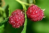 Raspberry Bare Root - 2 Plants - Polana Raspberry Plant Produces Large, Firm Berries with Good Flavor - Wrapped in Coco Coir - GreenEase by ENROOT photo / $27.99