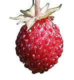 Wald-Erdbeere (Fragaria vesca) 20 Samen auch Monatserdbeere genannt foto / 1,49 €