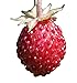 foto Wald-Erdbeere (Fragaria vesca) 20 Samen auch Monatserdbeere genannt
