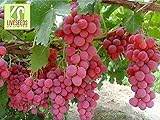 RWS Semillas en vivo - las uvas Red Globe dulce gigante Live 10 semillas foto / 3,99 €
