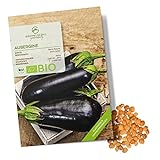 BIO Aubergine Samen (Black Beauty) - Auberginen Saatgut aus biologischem Anbau ideal für die Anzucht im Garten, Balkon oder Terrasse foto / 4,90 €
