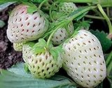 2000+ Perpetual Strawberry Seeds for Planting - White photo / $9.79