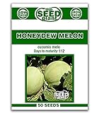 Honeydew Melon Seeds - 50 Seeds Non-GMO photo / 