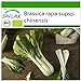 foto SAFLAX - Ecológico - Col de mostaza china - Pak Choi - 300 semillas - Brassica rapa