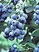 photo Pixies Gardens Tifblue Blueberry Bush - One of The Oldest Blueberry Cultivars Still Being Planted and Considered One of The Best. Good Pollinator (2 Gallon Potted)