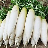 100 teile/tasche von Samen Quelle von Magnesium, leicht zu kultivieren hohe Keimrate der weißen George natürlichen Obstsamen für den Garten für den Gartenhaus Karottensamen Einheitsgröße foto / 0,01 €