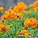 foto Cosmos Seeds 15+ Orange Crazy Blumensamen von höchster Qualität (Cosmos Sulphureus bipinnatus) für die Gartenpflanzung im Garten im Freien