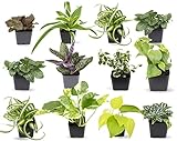 Easy to Grow Houseplants (12 Pack) Live House Plants in Plant Containers, Growers Choice Plant Set in Planters with Potting Soil Mix, Home Décor Planting Kit or Outdoor Garden Gifts by Plants for Pets photo / $38.33 ($3.19 / Count)