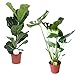 foto Zimmerpflanze 2er Pflanzen-Set Geigenfeige und Fensterblatt | Ficus Lyrata + Monstera Deliciosa  | Lieferhöhe: 60 cm und 80 cm | 2 Stück Topf Ø 17cm