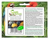 Stk - 15x Zierkürbis kleine Früchte gemischt- Patisson Samen Gemüse KS475 - Seeds Plants Shop Samenbank Pfullingen Patrik Ipsa foto / 3,73 € (0,25 € / stück)