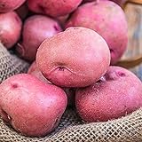 Red Pontiac Seed Potato - Everybody's Favorite Red Potato - Includes one 2-lb Bag - Can't Ship to States of ID, ME, MT, or NE photo / $17.50