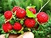 photo Wild Strawberry Seeds - 1000+ Sweet Wild Strawberry Seeds for Planting - Fragaria Vesca Seeds - Heirloom Non-GMO Edible Berry Fruit Garden Seeds