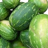 Rießen Wassermelone 10 Korn (Rar) >>>Fruchtgewicht von 12 bis 16 kg<<< foto / 2,49 €