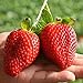foto 100 Stück Obsts amen sortierte Packung | Nicht GVO Riesen-Erdbeerbaum Beeren-Kiwi-Früchte Pflanzen Sämlinge für den Garten Erdbeer samen 1 Größe