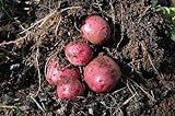 Simply Seed - 5 LB - Dark Red Norland Potato Seed - Non GMO - Naturally Grown - Order Now for Spring Planting photo / $16.99 ($0.21 / Ounce)