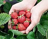 Monats-Erdbeere Rügen min. 250 Samen (0,5g) - 100% Natursamen - ganzes Jahr ernten foto / 2,99 €