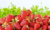 Sweet Red Strawberry Seeds 300pcs for Home Garden Planting photo / $8.99 ($0.03 / Count)