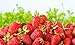 photo Sweet Red Strawberry Seeds 300pcs for Home Garden Planting