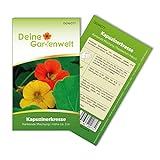 Kapuzinerkresse Rankende Mischung Samen - Tropaeolum majus - Kapuzinerkressesamen - Blumensamen - Saatgut für 15 Pflanzen foto / 1,99 € (0,13 € / stück)