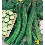 Cetriolo Chinese Slangen Cucumbers Seeds (20+ Seeds) | Non GMO | Vegetable Fruit Herb Flower Seeds for Planting | Home Garden Greenhouse Pack photo / $3.69 ($0.18 / Count)