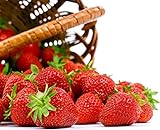 Seascape Everbearing Strawberry 10 Bare Root Plants - BEST FLAVOR photo / $18.37